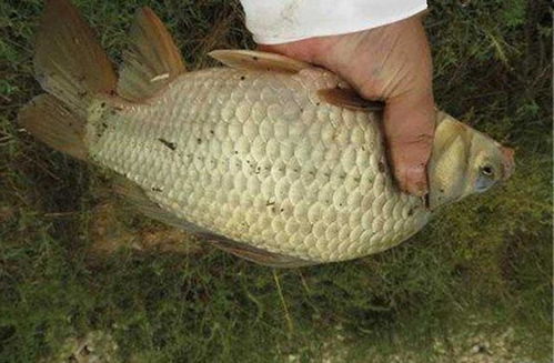 鱼钩悬空，鱼儿为何不咬？解析饵料开太稀的五大危害