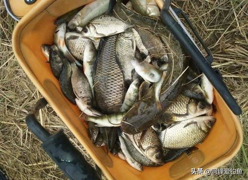 免手拌钓鱼饵料配方大揭秘，懒人也能轻松上手！