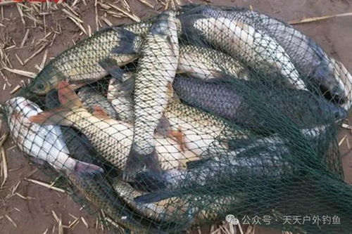 纯野王钓鱼饵料，野钓高手的秘密武器？