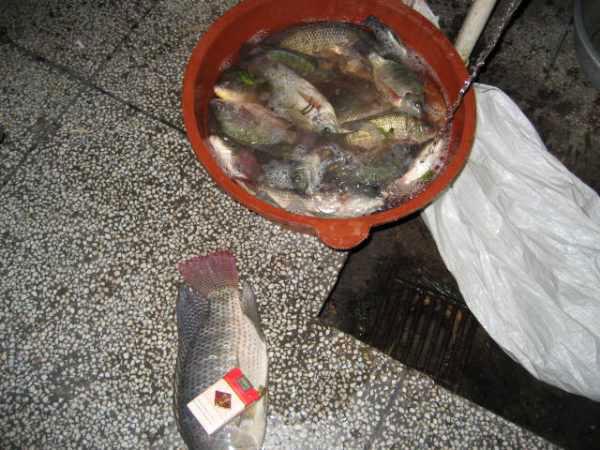 自制虾滑酥饵料，让鱼儿疯狂咬钩！