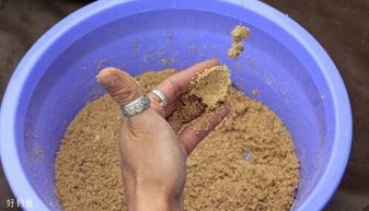 散炮钓鱼饵料制作秘籍，酒米的正确打开方式