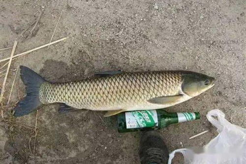 钓鱼饵料软了怎么整硬一点？这些方法你一定要知道！