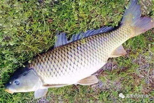 水丰湖钓鱼饵料怎么样，全面评测与实用指南