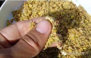 钓鱼饵料加海苔，提升诱鱼效果的天然秘方