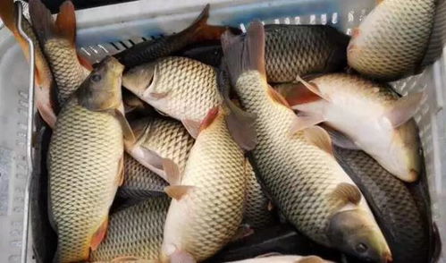 通威钓鱼饵料黑坑到底怎么样？实战测评告诉你！