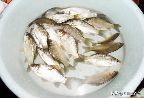 揭秘！用蟹酱作饵料的钓鱼秘籍