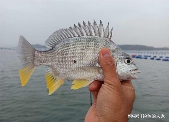 黑雕钓鱼饵料怎么样？全面评测与图片展示