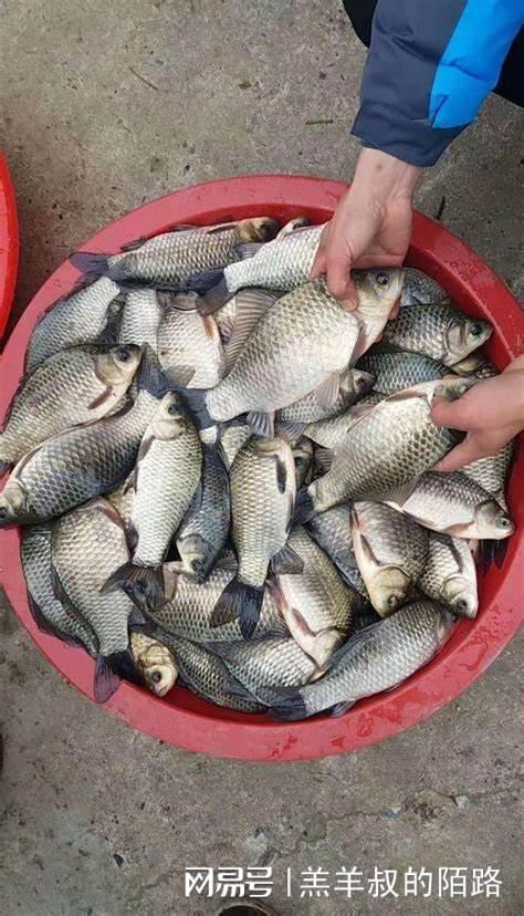 饵料防小杂鱼，钓大鱼不烦恼