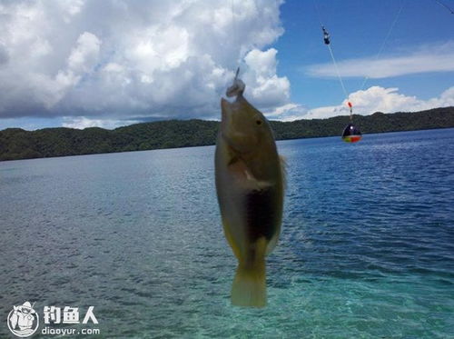 海钓秘籍，饵料挂法大揭秘，让鱼儿疯狂咬钩！