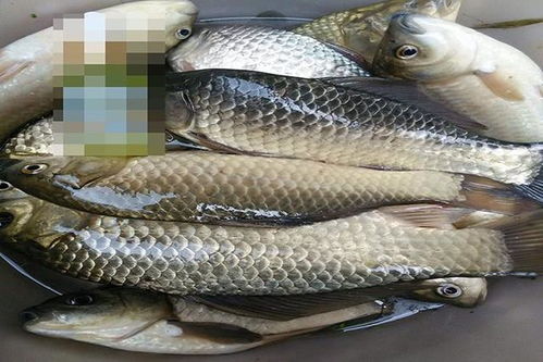 阿桑钓鱼饵料怎么样？深度评测揭秘，钓鱼老手看了都说好！