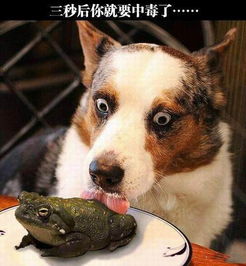 狗狗偷吃钓鱼饵料怎么办？全面指南助你解决烦恼