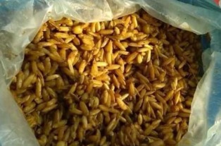 钓鱼饵料怎么组合的好一点？打造黄金饵料配方的秘诀