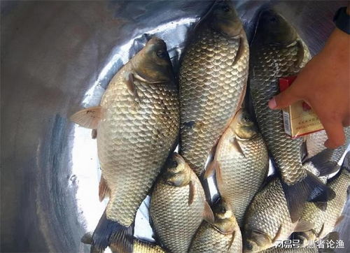 钓鱼饵料搓饵怎么一样大？掌握这5个技巧，鱼口疯狂爆护！