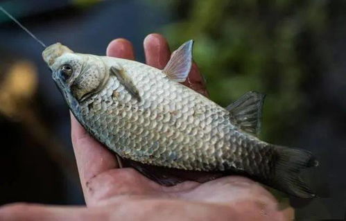 钓鱼饵料探鱼者怎么样啊？深度解析这款钓鱼神器的实用性和优势