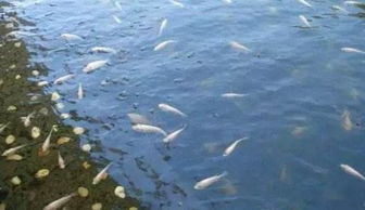 钓鱼闹小鱼饵料无法沉底怎么办？这招教你彻底解决！