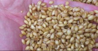 玉米粒的妙用，自制天然钓鱼饵料全攻略