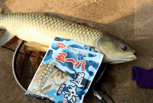 江山钓鱼饵料怎么样？好用吗？用户真实体验与深度评测