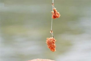 钓鱼饵料寄生虫怎么办？3分钟教你彻底解决饵料污染问题