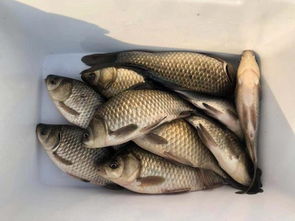 红狼钓鱼饵料怎么样用？诱鱼快、适口好，老钓手都爱用！