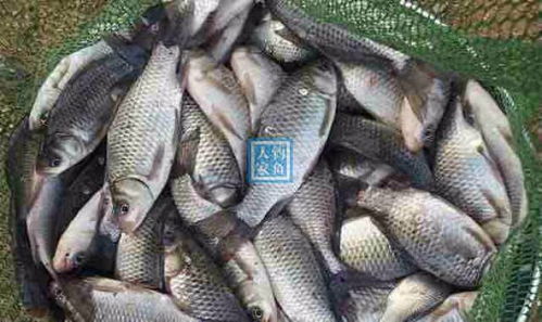 虾苗变饵料，钓鱼高手的秘籍