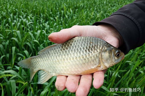 钓不到鱼？可能是饵料腥味惹的祸！这些小妙招让你轻松解决饵料腥味问题