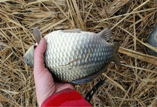 钓鱼饵料太空人，如何制作这款科幻感十足的钓鱼神器？