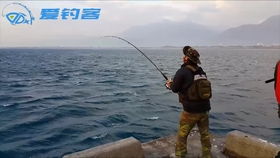 德岛钓鱼饵料，海钓高手的秘密武器