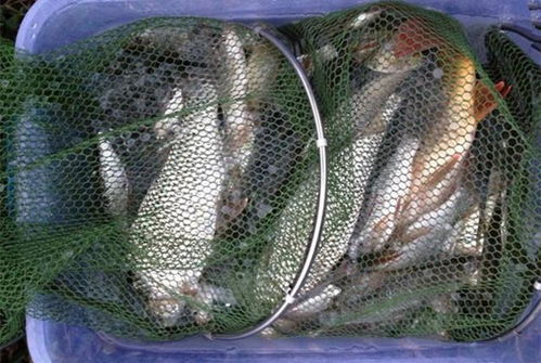 天鹿湖钓鱼饵料怎么样，全面评测与推荐