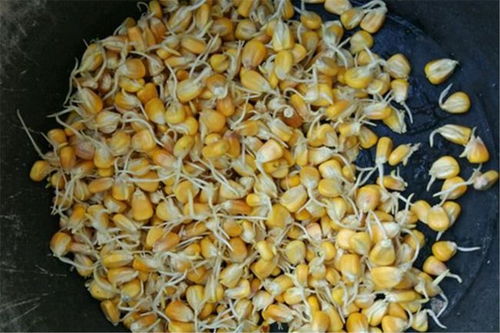 钓鱼饵料变花了怎么办？这些小妙招让你轻松应对