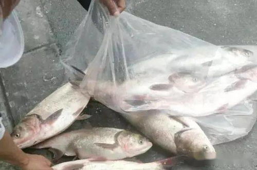 鲢鳙爆护秘籍，散炮饵料的黄金搭配与实战应用