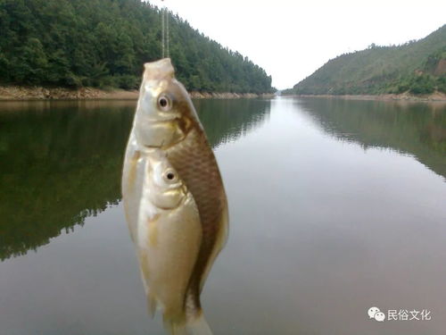 钓鱼饵料怎么做的香的快？掌握这些技巧让你鱼获翻倍！
