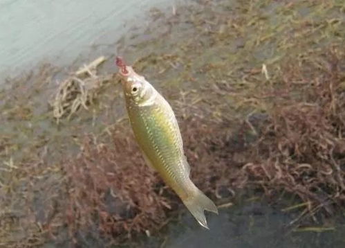钓鱼饵料见水就化怎么办？这些解决方法让你轻松应对