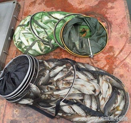 小河钓鱼饵料制作指南，掌握这些技巧，提高钓鱼成功率