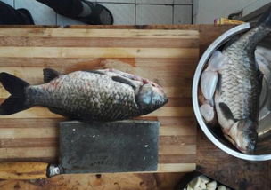 秘制蓝鲫饵料，让鱼儿疯狂流口水的钓鱼秘方