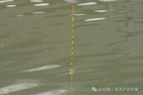 手竿万能饵料，钓大鱼的终极秘籍