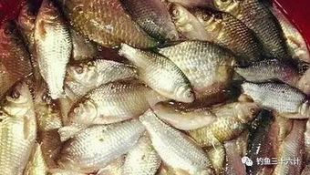 钓鱼饵料黄蚬肉怎么做？这份教程让你轻松上鱼