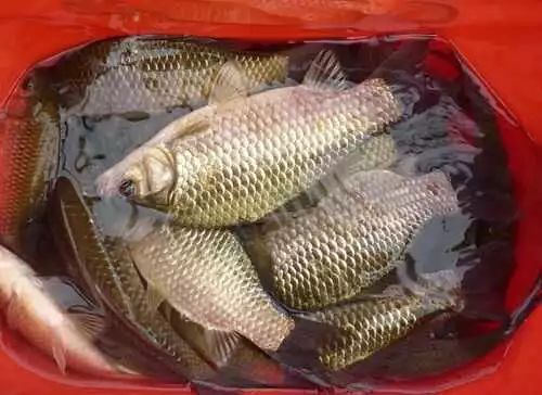 鱼饵无声，鱼群沉默，饵料勾不上鱼的深度解析与应对策略