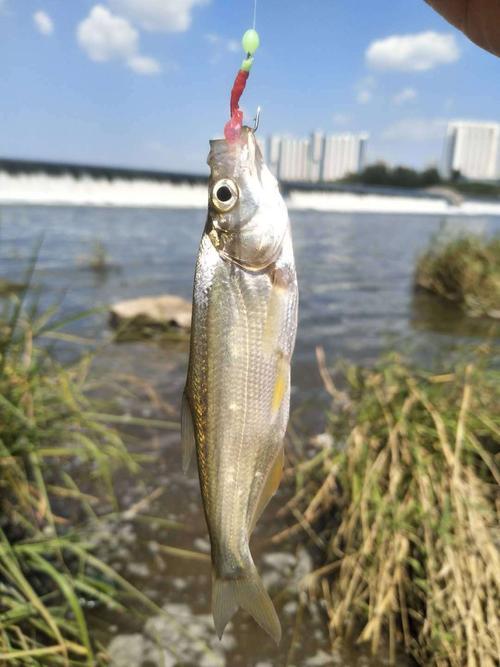 钓鱼饵料怎么加千里香？这份秘籍让你鱼儿疯狂咬钩！