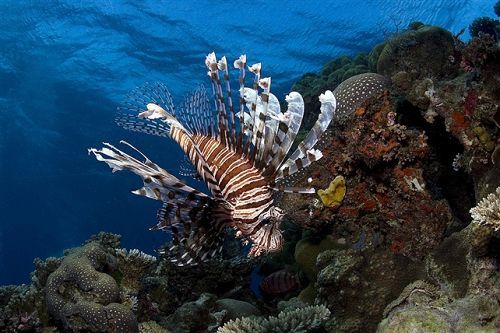 Mastering the Art of Lionfish Fishing:A Comprehensive Video Guide