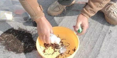 八戒爱钓鱼饵料怎么做，自制钓鱼饵料的简单方法