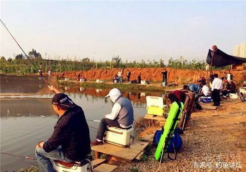 黑坑大水库钓鱼饵料配制全攻略，从原理到实战技巧