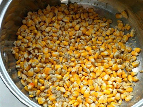 玉米饵料钓鱼行不行？教你几招判断玉米饵料好坏