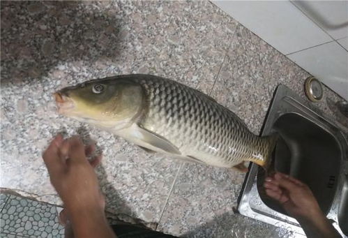 永安溪钓鱼饵的正确打开方式，手把手教你如何精准诱鱼
