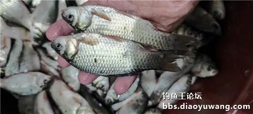 钓鱼王腥香怎么配钓鲫鱼饵料？这份秘制配方让你轻松上鱼！