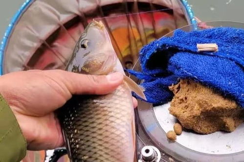 钓鱼饵料怎么做才入水不散？掌握这5个秘诀，鱼儿见了都流口水！