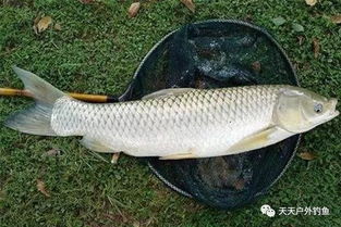 黄哥钓鱼饵料怎么用最好？掌握这5个秘诀，鱼获翻倍！