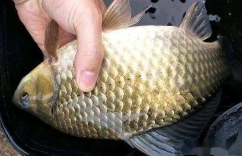 老炮钓鱼饵料，十年老钓友实测推荐