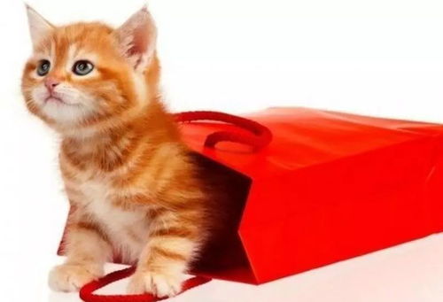 Mastering the Art of Cat and Soup Fishing:Top Techniques for Success