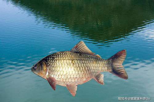 珍珠塘钓鱼饵料黄金配方，轻松钓获大鲫鱼！