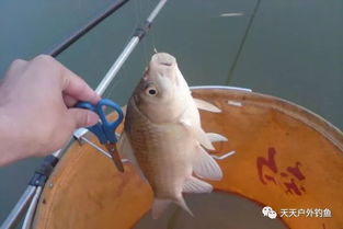 安徽钓鱼饵料打窝怎么样？这些技巧让你的鱼获翻倍！